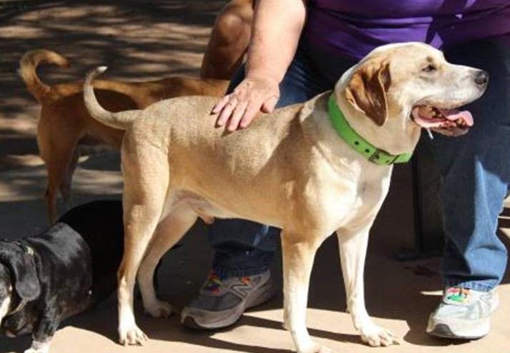 Adopt a friend: Thurston